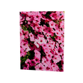 Pink in voller Blüte – pinkfarbene Blumen auf Acrylglas, 30 × 40 cm, mit vier Eckbefestigungen