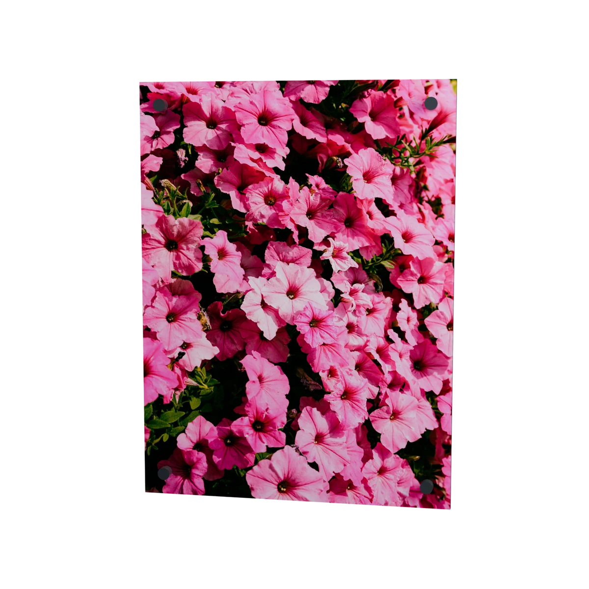 Pink in voller Blüte – pinkfarbene Blumen auf Acrylglas, 30 × 40 cm, mit vier Eckbefestigungen