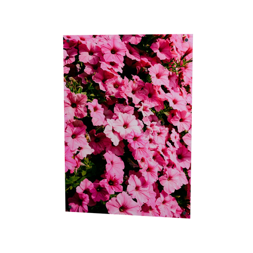 Pink in voller Blüte – pinkfarbene Blumen auf Acrylglas, 50 × 70 cm, mit vier Eckbefestigungen