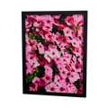 Pink in voller Blüte – pinkfarbene Blumen, gerahmter Fine Art Print, 30 × 40 cm, Rahmenfarbe Schwarz