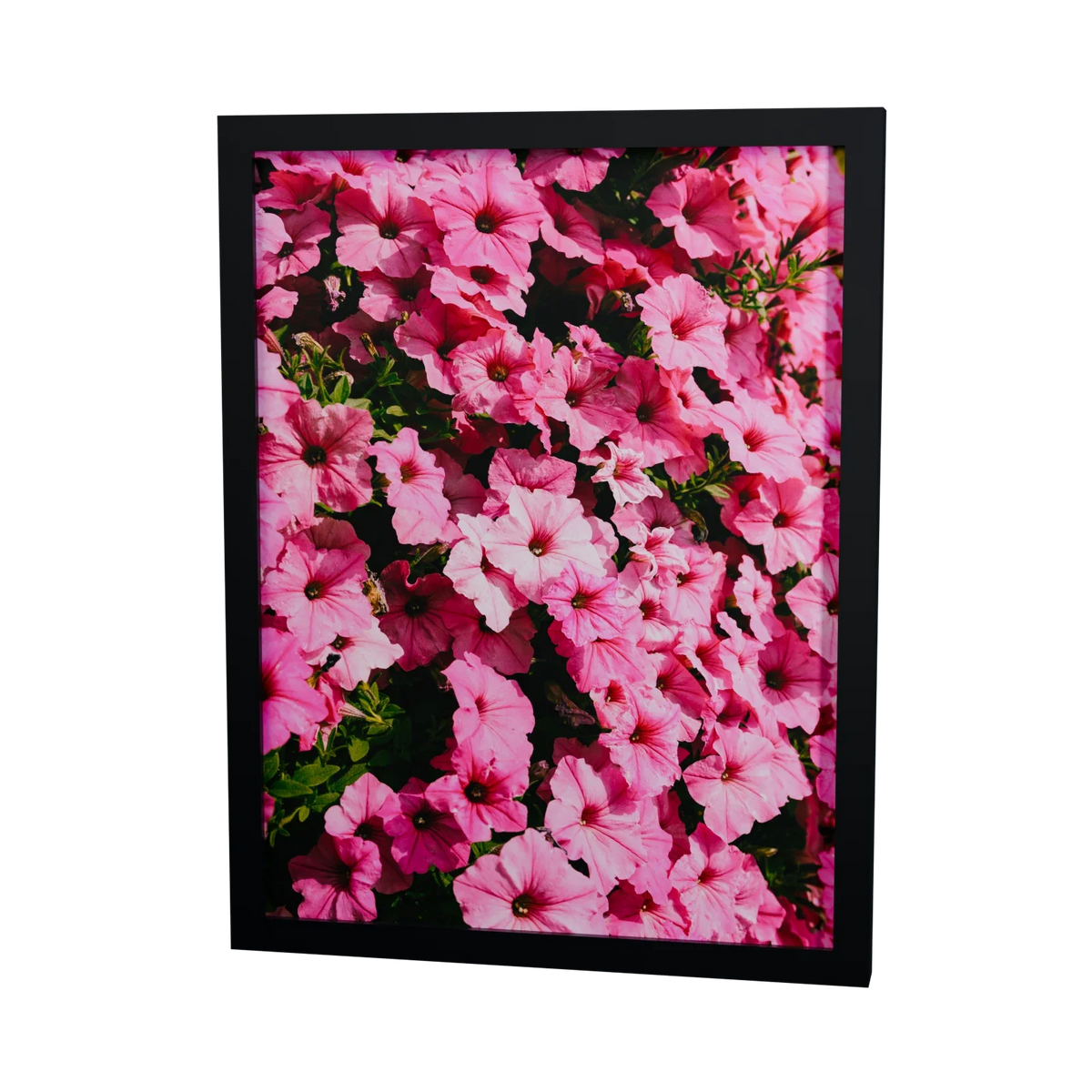 Pink in voller Blüte – pinkfarbene Blumen, gerahmter Fine Art Print, 30 × 40 cm, Rahmenfarbe Schwarz
