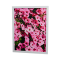Pink in voller Blüte – pinkfarbene Blumen, gerahmter Fine Art Print, 30 × 40 cm, Rahmenfarbe Weiß