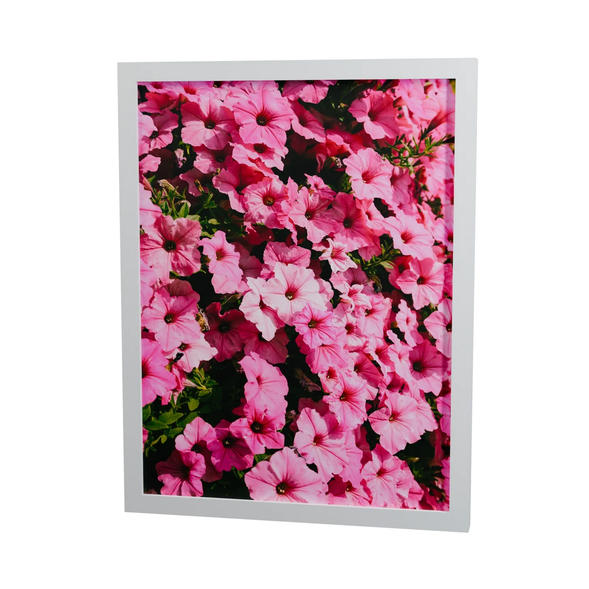 Pink in voller Blüte – pinkfarbene Blumen, gerahmter Fine Art Print, 30 × 40 cm, Rahmenfarbe Weiß