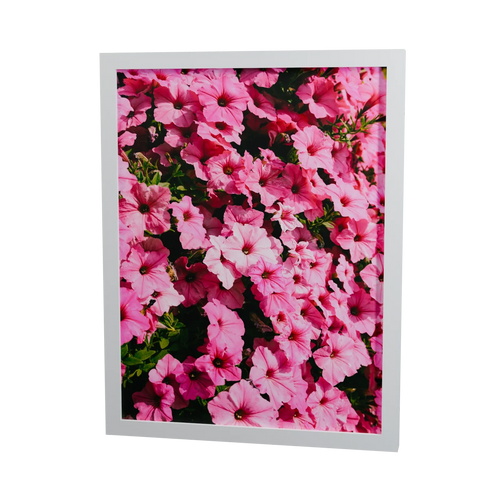 Pink in voller Blüte – pinkfarbene Blumen, gerahmter Fine Art Print, 30 × 40 cm, Rahmenfarbe Weiß