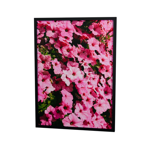 Pink in voller Blüte – pinkfarbene Blumen, gerahmter Fine Art Print, 50 × 70 cm, Rahmenfarbe Schwarz