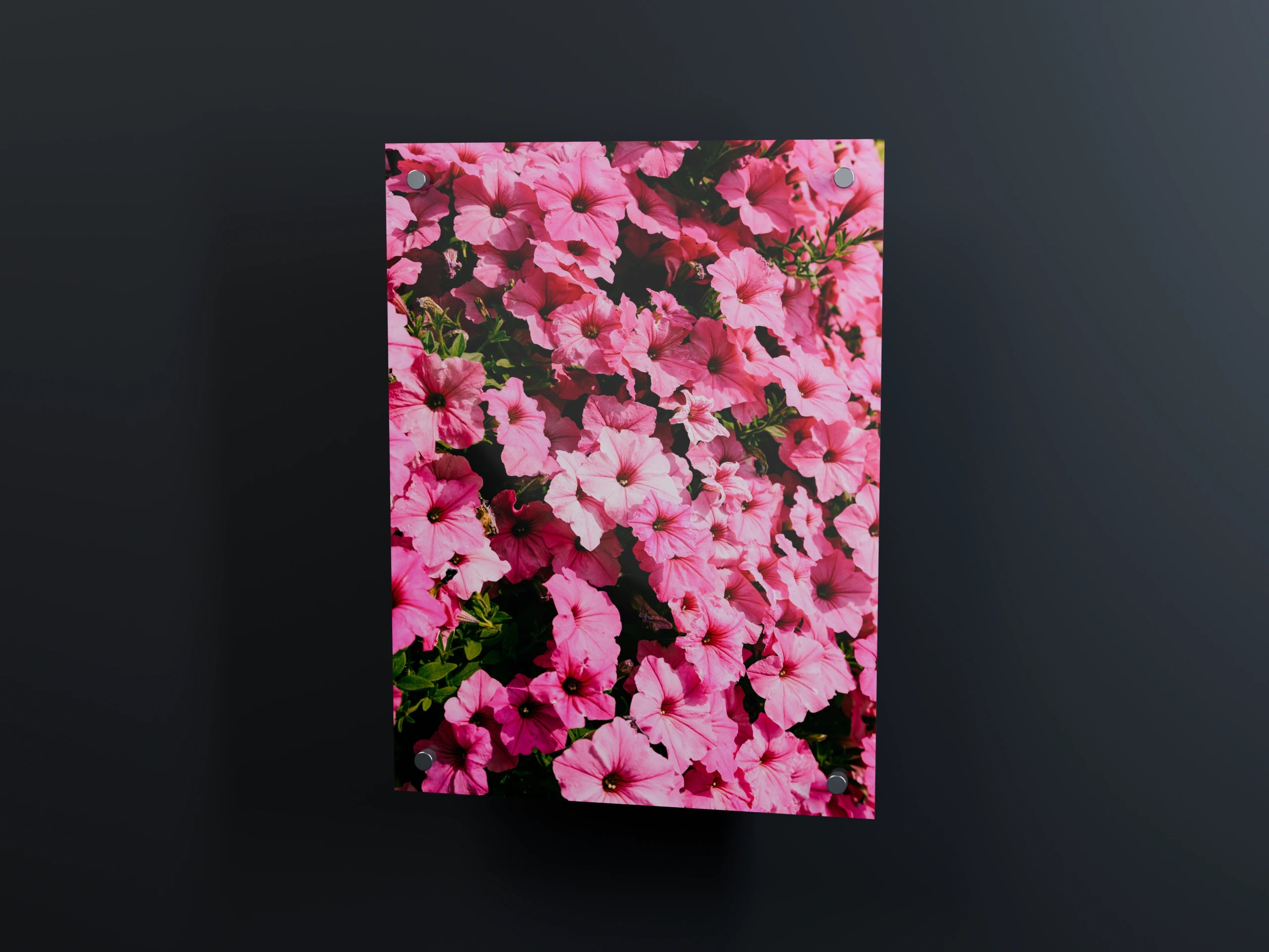 Pinkfarbene Blüten auf Acrylglas mit sanften Reflexionen – 3D-Ansicht