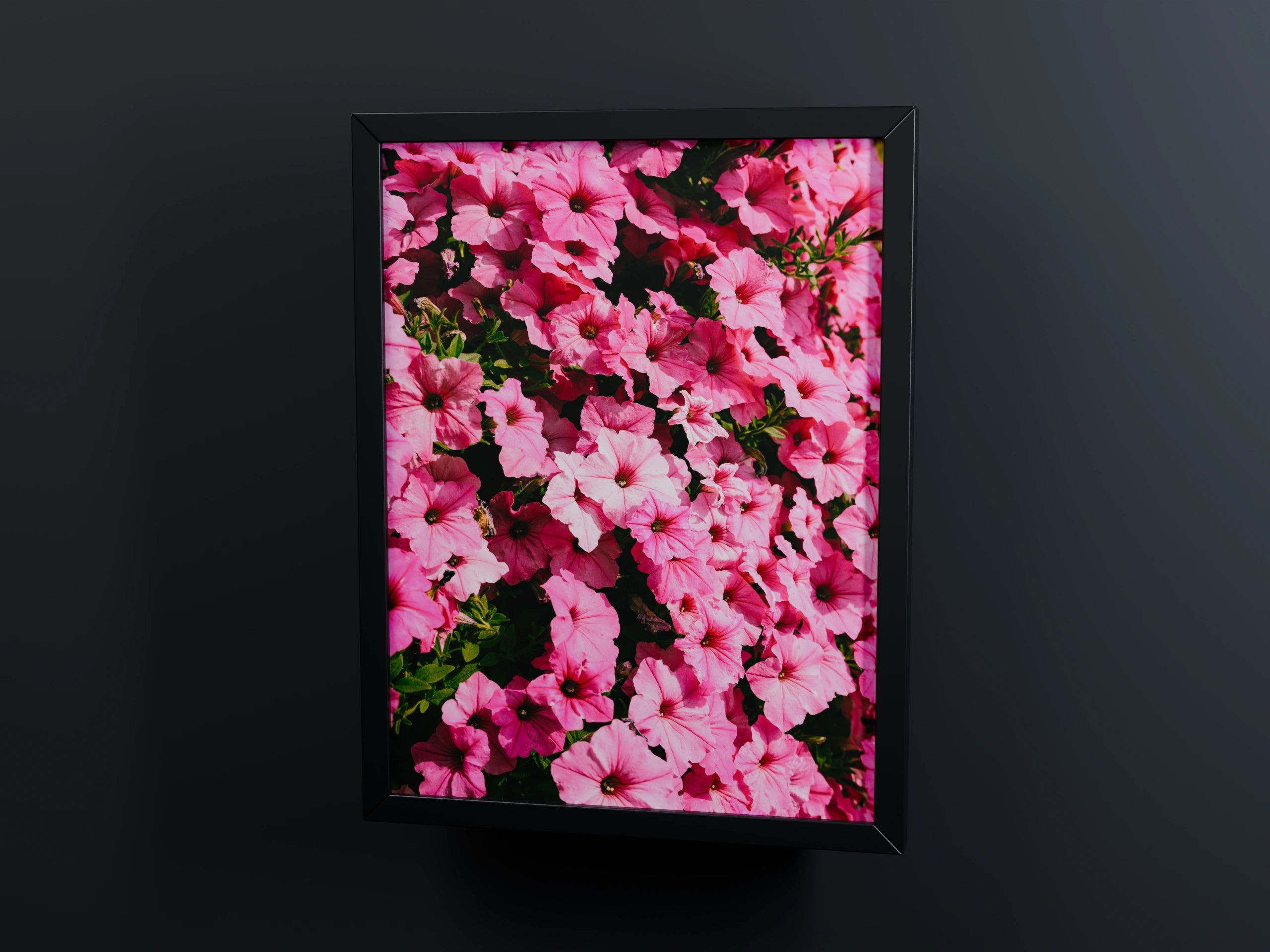 Pink flowers in a black frame on a dark background – 3D view