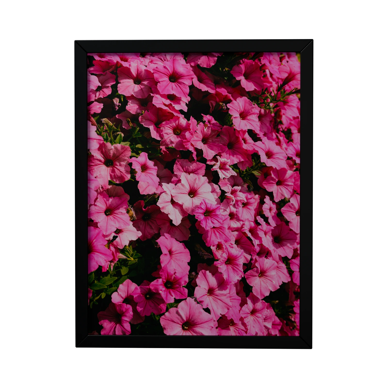 Pinkfarbene Blüten im schwarzen Rahmen auf dunklem Hintergrund – 3D-Ansicht