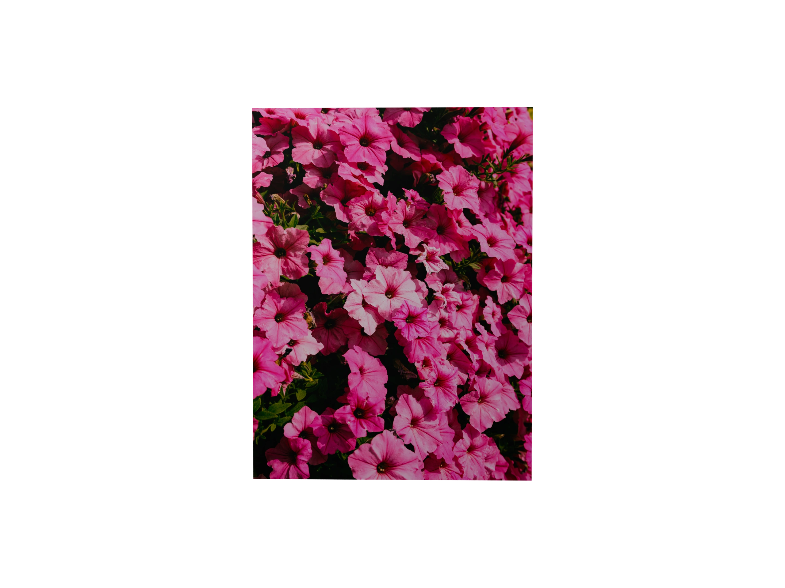 Pinkfarbene Blüten im schwarzen Rahmen auf dunklem Hintergrund – 3D-Ansicht